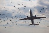Астана әуежайында ұшақтар құстармен 5 рет соқтығысқан