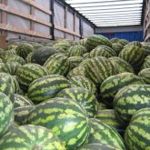 Бір адам қаза тапты: Түркістан облысында қарбыз егетін диxандар клиентке таласып атысты