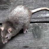 Атжалман семейлік әйелдің ернін жеп қоя жаздады