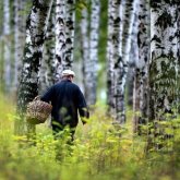 Павлодарда саңырауқұлақ теріп жүрген ер адам жоғалып кетті