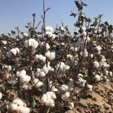 Жетісайда шаруалар шуынан соң мақта бағасы өсті