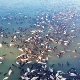 Атырауда балықтар қырылып жатыр