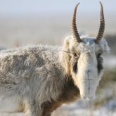 Атырау облысында браконьерлер 10 киікті атып, мүйізін алып кеткен