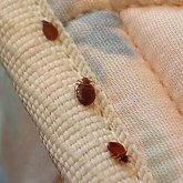 После гибели ребенка в Актау планируют ужесточить наказание за самовольную травлю клопов