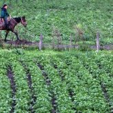 Казахстанский ритейлер готов закупать сельхозпродукцию Кыргызстана