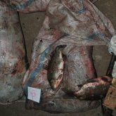 Более 100 кг рыбы незаконно выловили трое жителей Атырауской области