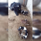 Қызылорда облысында сиыр үш бұзау туды