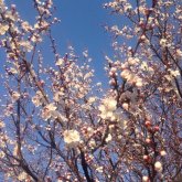 Шымкентте күн күрт ысып, ағаштар гүлдеп кетті