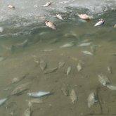 «Эпидемия себеп»: Абаев Жайықтағы балықтардың неден қырылып жатқанын атады