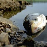 Енді Ойыл өзенінде балықтар жаппай қырылып жатыр