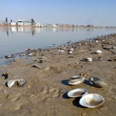 Оралда ұлулар қырылып жатыр