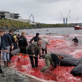 Балықшылар 150 дельфинді жауыздықпен өлтіріп, бухтаны қанжоса қылды