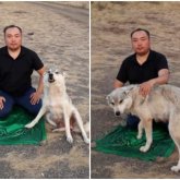 «Жыртқыштың өзі құлшылыққа келіп тұр»: қасқыр мен ер адамның суреті желідегілерді таңғалдырды