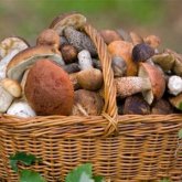 Жердегі климаттың өзгеруіне байланысты аса қауіпті паразит пайда болды