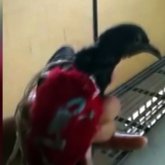 Тәртіп сақшылары есірткі таситын көгершінді ұстады