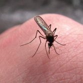 Масалардың «сүйікті құрбандары» кімдер?