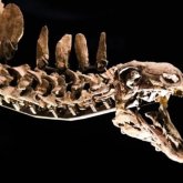 Мароккодан 168 миллион жыл бұрын өмір сүрген стегозавр табылды