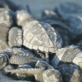 Жұмыртқаны жарып шыққан тасбақаға тиіспеу керек