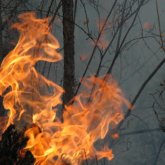 Бразилияда орман әлі өртеніп жатыр