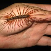 Болған оқиға: қыздық пердесі бұзылмаған қыз қырықаяқ босанған