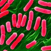 Рұқсатсыз жұмыс істеген орталықта 8 бала ішек инфекциясын жұқтырған