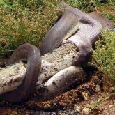 Жылан қолтырауынды бүтіндей жұтып қойды