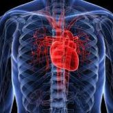 Дәрігерлер жүрек саулығын сақтайтын тағамдарды атады