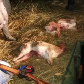 Құжатсыз, заңсыз қарақұйрық атқандар ұсталды