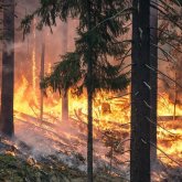 Катонқарағай ұлттық табиғи паркі өртке оранды