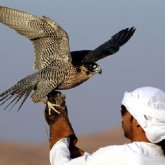 Араб шейхтары Қазақстанның  аң-құстарын аулайды