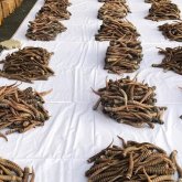 Кемінде 3 мың киік атқан: Қазақстаннан Қытайға мүйіз сатып жүргендер ұсталды (ВИДЕО)