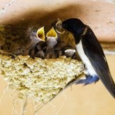 Қытайда қарлығаштың ұясы 3000$ тұрады (ФОТО)