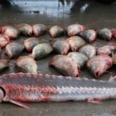 Атырауда 45 бекіре балығын тасыған көлік жүргізушісі ұсталды