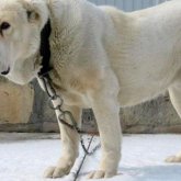 Президент итке арнап биіктігі 15 метр ескерткіш тұрғызбақ