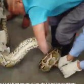 SPA салонның төбесінен алып жылан құлап түсті (ВИДЕО)