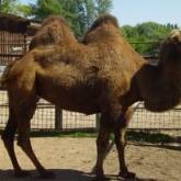 «Қап-қара болып тұтығып кеткен»: үй жануарлары да иесін жоқтайды