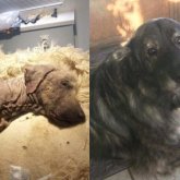 Қаңқасы қалған қаңғыбас ит 2 жылда адам танымастай өзгерді (ФОТО)