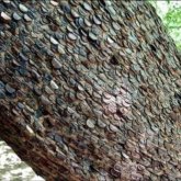 Монеталар өсетін ерекше ағаш дертке шипа береді