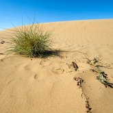 12 күн бойы шөлде адасқан әйел адам сенгісіз жағдайда тірі қалды