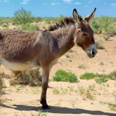 «Алла жазасын берсін!»: Есекті байлап, соғымнан қазы жасап жатыр (ФОТО)