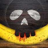 Бананнан тырысқақ инфекциясын тасымалдаушы қауіпті шыбын табылды