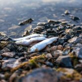 Балықтарды «жаппай қырып» алған «Атырау су арнасы» жұмысын тоқтатты