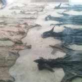 Есек бизнесі: оны сойып, терісін Қытайға өткізу үшін қазақтар бір-бірінің қорасына түсе бастады