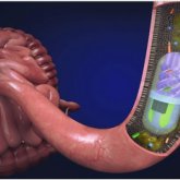 Жіңішке ішекті зерттейтін бейнекапсулалық эндоскопия енді Қазақстанда бар