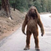 Алтайда кісікиік (қар адамы) әлі де бар