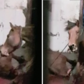 Атырау облысында жылқыны аяусыз ұрып өлтірген қасапшыға ешқандай жаза қолданылмады (ВИДЕО)