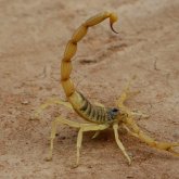 Бір түнде жеті әйелді сарышаян шаққан