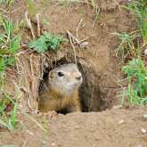 Сарышұнақтар індерінен шығып, «көктем ерте келеді» деген белгі берді