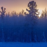 Ақмола облысының теміржол жөндеушілері 8 қасқырға жем бола жаздады