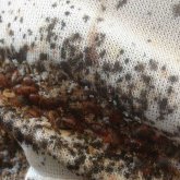 Шенеуніктердің үйінде де бар: ел өңірлеріне қандала Нұр-Сұлтаннан тарап жатыр екен